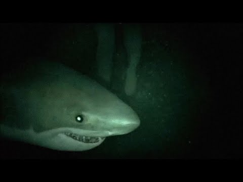 Scariest Animal Encounters in Ocean Caught on Camera