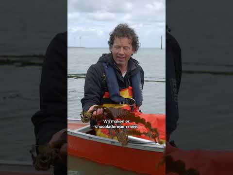 Hollandse trots: zeewier