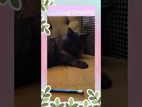 Fav Cat Toy? #cookingcrossing #cat #cuteanimal #seniorcat #blackcat #blackcatshortsvideo