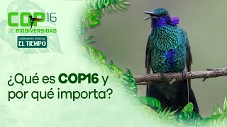 COP16: Qué es, por qué es importante y qué le deja a Colombia | El Tiempo