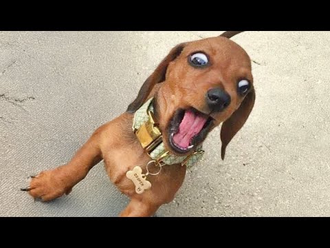 The Funniest Dogs, Cats and Animals Videos That Will Blow Your Mind!😁