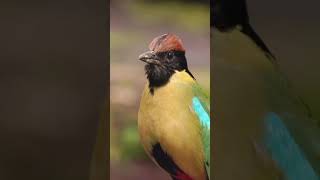 • Noisy Pitta •Blasting out his iconic “walk to work “ call. ...#your_best_birds #nuts_about_birds