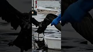 Rescuing an Oil-Spill-Affected Seabird 🐦💙 #savethewhales #animalfriends #calmwhale