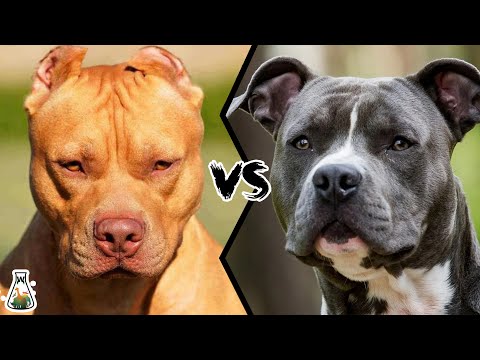 PITBULL VS AMSTAFF - Which Breed is Stronger?