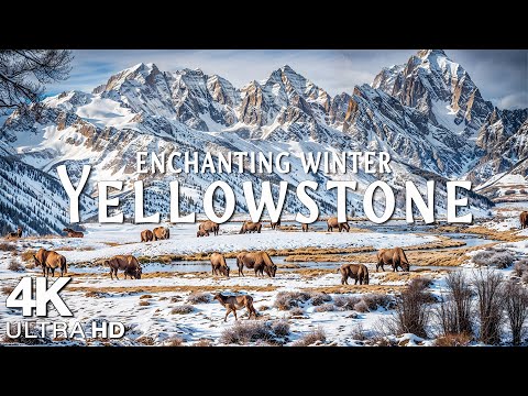 Yellowstone 4K Ultra HD Winter - Stunning National Park Snow Scenes & Wildlife with Calming Music