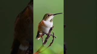 Gotta clean that beak! #birds #hummingbird #hummingbirdlover #nikonwildlife