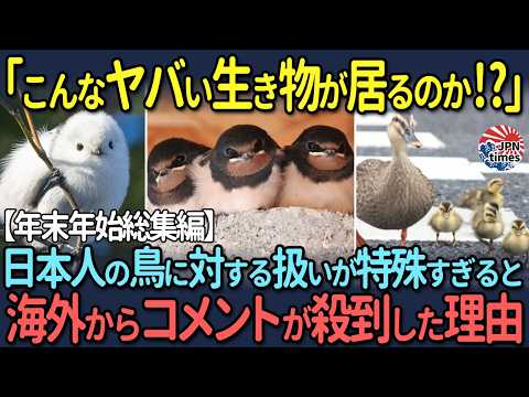 【海外の反応】「こんなヤバい生き物が居るのか!?」日本人の鳥に対する扱いが特殊すぎると海外からコメントが殺到した理由【年末年始総集編】