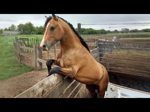 Can you watch this without laughing at these funny horses!  - Funniest ANIMAL Videos