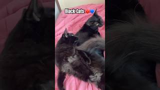 Black Cats. 🥰🩷🩵 #cats #blackcats #blackcatshortsvideo