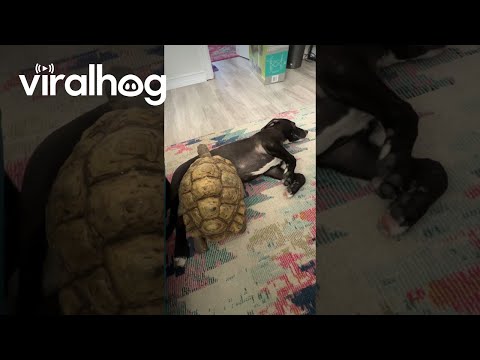 Tortoise Attempts Climb Over Dog Brother || ViralHog