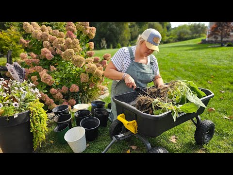 How to Divide Perennials to Get FREE Plants! Easy Beginner Guide to Dividing Plants. Vego Hori Hori