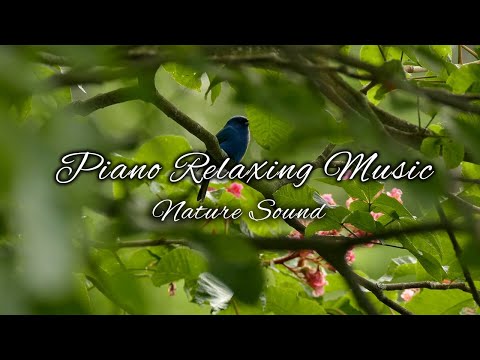 Piano Dreams: A Musical Journey to Inner Calm and Serenity