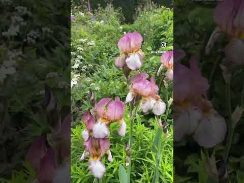 Sissinghurst Castle garden