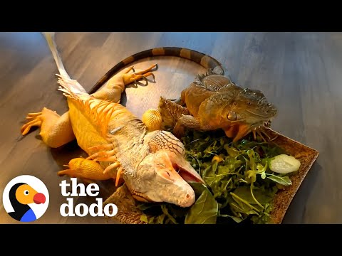 Iguana Gets a New Iguana Best Friend | The Dodo