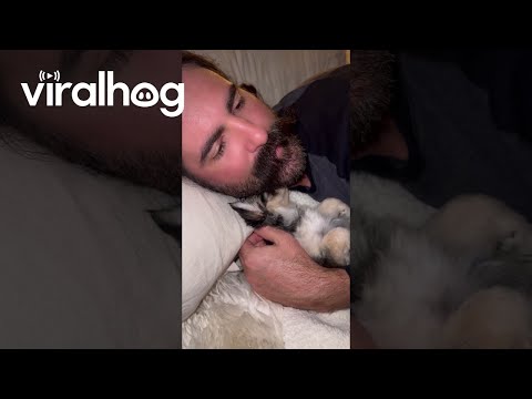 Puppy Plays With Owner's Mustache || ViralHog