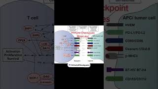 Immune Checkpoint Molecules and It's role in Cancer Immunotherapy