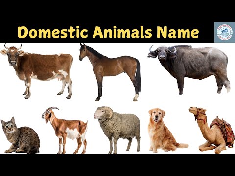 Domestic Animals II Domestic Animals Name in English & Hindi  || Animals Video for kids II