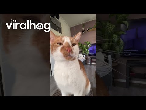 Cat Drinks Water Dripped From Straw || ViralHog