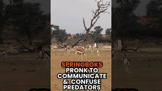 Do You Know Why Springboks Pronk? #wildlife #naturelovers #wildlifeinspiration