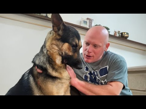 When your dog is not your pet... 😄 Funny Dog and Human Videos