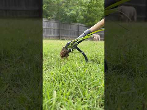 Grandpa’s Weeder, invented in 1913, is my favorite weeder tool.