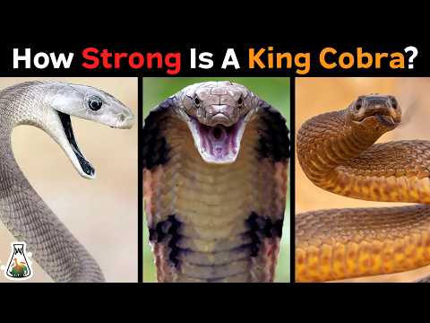 How Strong is a King Cobra Compared to Other Snakes?