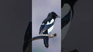 10 Fascinating Facts About Magpies! #wildlife #wildlifeinspiration #animalkingdom