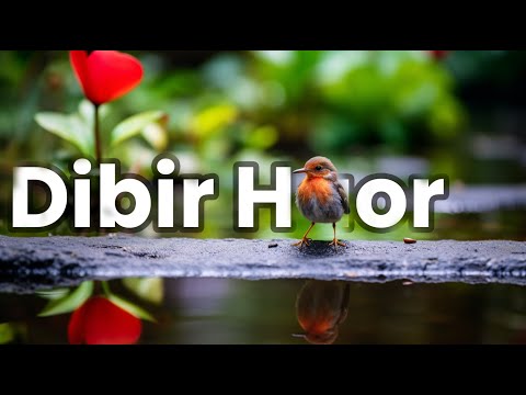 ডিবির হাওর Dibir Haor সিলেটের জৈন্তাপুরে বাংলাদেশ | Tour Bee