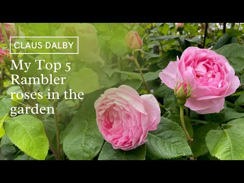 My top 5 Rambler roses in the garden