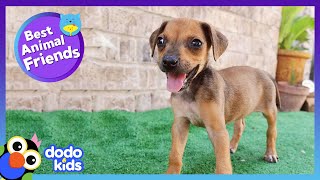 Tiny Puppy Teaches Herself to RUN | Best Animal Friends | Dodo Kids