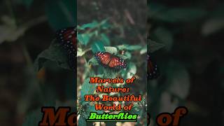 "Butterfly Magic: A Colorful Journey through Nature's Art"