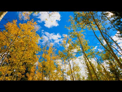 Kenosha Pass, Colorado Aspen Trees in Fall (No Sound) — 4K UHD