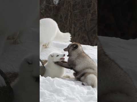 🦊 Arctic Foxes Have Underground Snow Forts! ❄️🏠 #ArcticFox