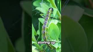 Why Do Caterpillars Turn into Butterflies? #MiniBeasts #ButterflyMagic #CritterStories