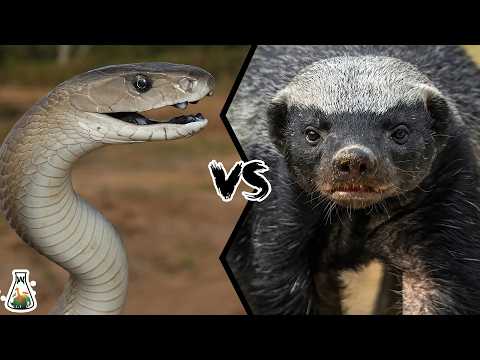 Black Mamba vs Honey Badger - Who Would Win?