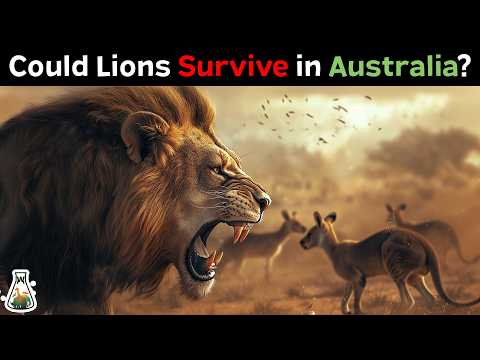 What if Lions Were Introduced to Australia?