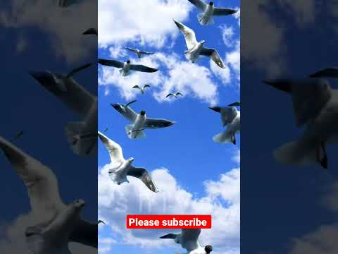 Flying birds in the sky!! #short #funny #cartoon #shorts#shortyoutube