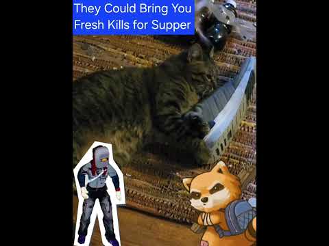 Project Zomboid Build 42 NEEDS Cat Companions