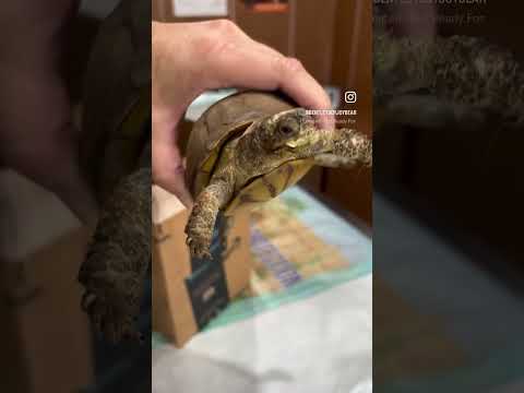 #Stuckey #BoxTurtle #ClassPet #Sweetie🐢#VetTime #maroatrackpethospital #Fresno #ThomasTigers