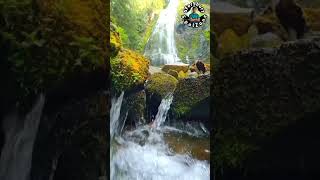 Naturalwater fallVibes #shorts #shortvideo #naturalbeauty #waterfall #waterfallvibes #waterfallsound