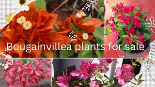 🌿🌸🌿Bougainvillea Plants For Sale /WhatsApp :8921394151