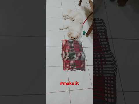 #doglover #dog #cute #furbaby #makulit #dungol #japanesespitz