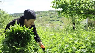 The healthy and traditional food of the village! Harvest and cooking nettle!