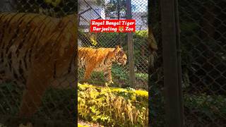 Darjeeling Zoo's 🐯 Majestic Royal Bengal Tiger Exclusive Look #darjeelingzoo #wildlife #shorts