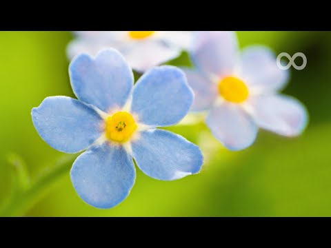 12 Hours of Relaxing Music - Piano Music for Stress Relief, Sleep Music, Meditation Music (Olga)