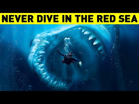 Shocking Reasons You Should AVOID Diving in the Red Sea