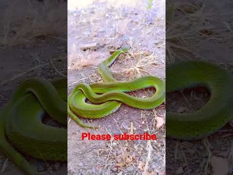 Dangerous snake #short