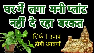 मनी प्लांट लगाने के बाद भी नहीं हो रही बरकत तो करें सिर्फ एक उपाय होगी धन की वर्षा #money