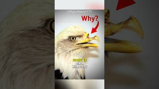 Why Eagles Break Their Beaks #shorts #animals #animalfacts