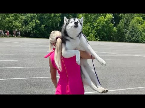 Husky Is Always the Funny One😂🤣 Funny Animals Videos 2024